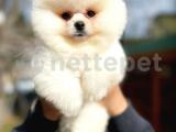 Pomeranian Boo Güzelliği