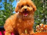 MİKROÇİPLİ 4 AYLIK DİŞİ TOY POODLE YAVRUMUZ 