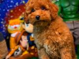 Yakışıklıyım diyen Red Toy Poodle yavrumuz