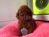 Mini Red brown toy poodle 