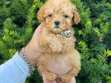 Teacup mini apricot poodle bebeğimiz