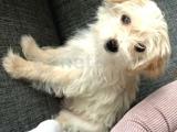 MALTESE TERRIER YAVRUSU IRK GARANTILI