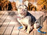 EGZOTİC FRENCH BULLDOG -LİLAC TAN QUAD