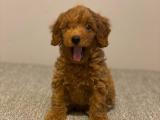 Veteriner teknikerinden toy poodle