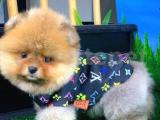 Asil Renkte Pomeranian Boo yavrumuz 