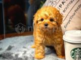 Çocuklarla Geçinebilen Toy Poodle Yavrularımız  