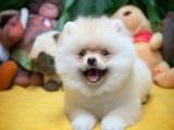 @yavrupatiler den SCR li Beyaz artist pomeranian boo