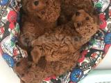 Secereli Toy Poodle Yavrularımız