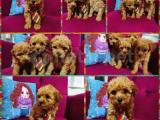 Toy poodle 