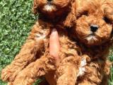 Her renk tonunda toy poodle Yavrularımız 