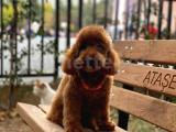 Toy garanti yetişkin Red Brown Poodle 