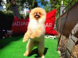 Ayı Surat pomeranian Boo Yavrularımız