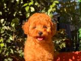 Toy Poodle Yavrular