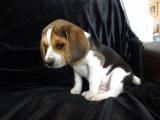 Elizabeth beagle yavrularımız orjinal safkan