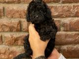 Siyah black dişi 3 toy poodle yavrumuz