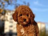 Bebek Surat Toy Poodle Yavrularimiz