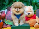 @yavrupatiler den SCR li Pomeranian Boo