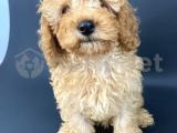 Toy poodle yavru 3 aylık erkek ve dişi yer antalya 