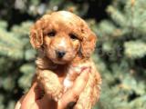 Poodle görselinde MALTIPOO yavrumuz