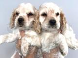 Teacup apricot poodle yavrumuz