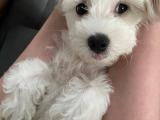 Maltese terrier yavru