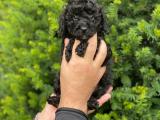 Black siyah erkek toy poodle yavrumuz