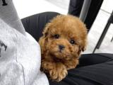 Toy poodle yavrularımız 