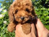 Red brown Poodle toy