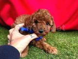 RED BROWN TOY POODLE YAVRULARIMIZ  