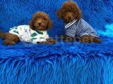 RED BROWN TOY POODLE YAVRULAR 