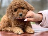 Babyface Toy Poodle yavrularımız