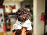 Ender tüy ve göz rengine chocolate teacup toy poodle yavrumuz 