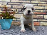 Süper Kalite Half-Mask French Bulldog Yavrumuz Napoleon