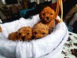 RED POODLE YAVRUMUZ