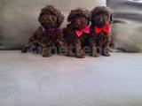 KORE KANI RED BROWN TOY POODLE YAVRULARIMIZ