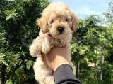 BEBEK SURAT TOY POODLE YAVRULAR