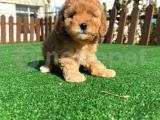 BEBEK SURAT TOY POODLE YAVRULAR WC EĞİTİMLİ