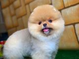 Çocukların ilgi odağı pomeranian bo