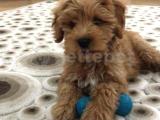 Maltipoo yavru 