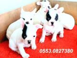 SAFKAN FRENCH BULLDOG YAVRULAR İZMİR 0553.0827380