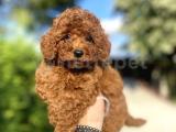 A KALİTE RED BROWN POODLE YAVRUMUZ