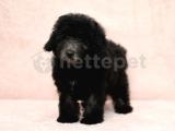 Irk Sağlık Garantili Silver Poodle