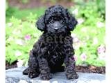 BLACK ÖZEL RENK POODLE YAVRUMUZ