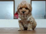 Show CLASS maltipoo red-red brown