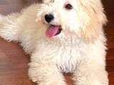 ÇOK SEVECEĞİNİZ ERKEK TOY POODLE