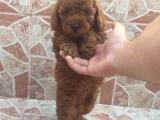 Kusursuz güzellikte red brown toy poodle yavrularımız