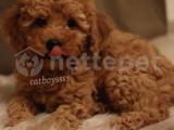 Dark apricot toy poodle erkek yavru @catboyssss da