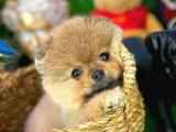 Sağlık ve ırk garantili Pomeranian Boo yavrumuz 