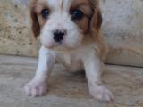 Orjinal Cavalier King Charles Yavrularımız