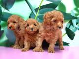 TOY POODLE YAVRUSU